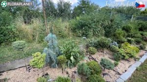 Tomáš Kubát| КОЛЛЕКЦИЯ РЕДКИЕ ХВОЙНЫЕ НА ШТАМБЕ ИЗ ЧЕХИИ