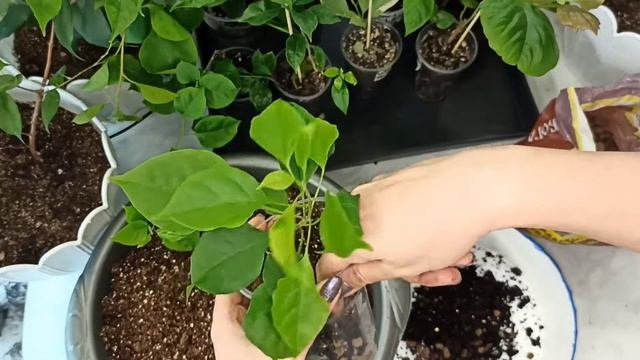 Пересаживаем укорененные черенки бугенвиллий смотреть онлайн