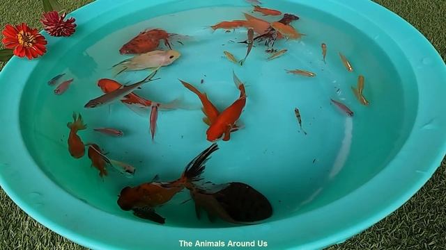 Parrot Fish Ryukin Goldfish Carp Bala Shark Pleco Angelfish Telescope Ranchu Cute Pets Animals Vide смотреть онлайн