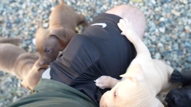 Выход дракончиков ! Первые шаги на свободу. Щенки питбуля на продажу. смотреть онлайн