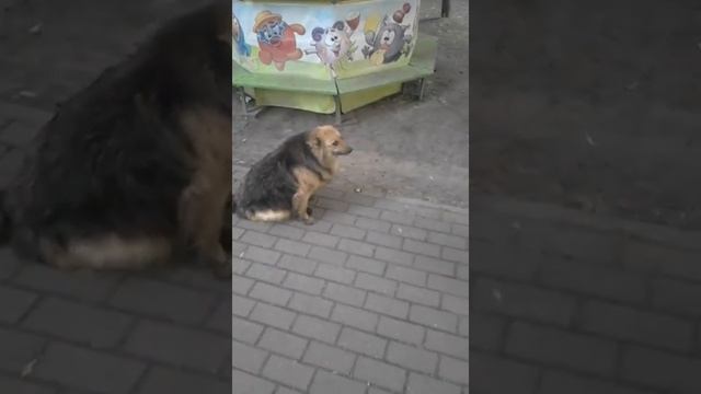 Собака тюлень смотреть онлайн