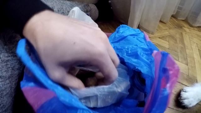 Встреча маламута и маламута | корм для собак