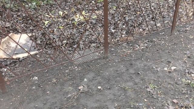 Недорогой Забор Ограда.Практично.Отлично для дома и дачи смотреть онлайн