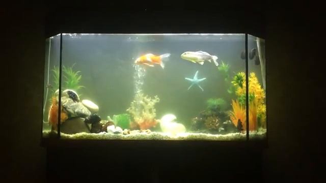 Астронотусы и Акары смотреть онлайн