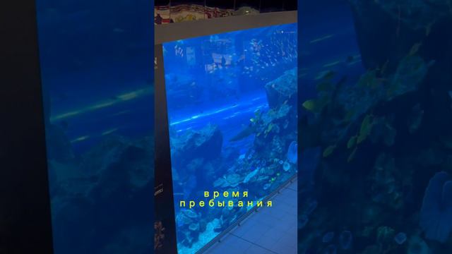 Как добраться из аэропорта Дубая до Бурдж Халифа? #дубай #бурджхалифа #путешествие #мир смотреть онлайн