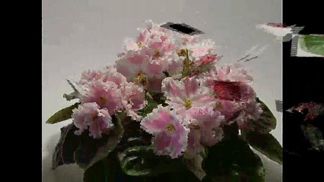 1-4 травня виставка фіалок з нагоди Дня міста Львова смотреть онлайн