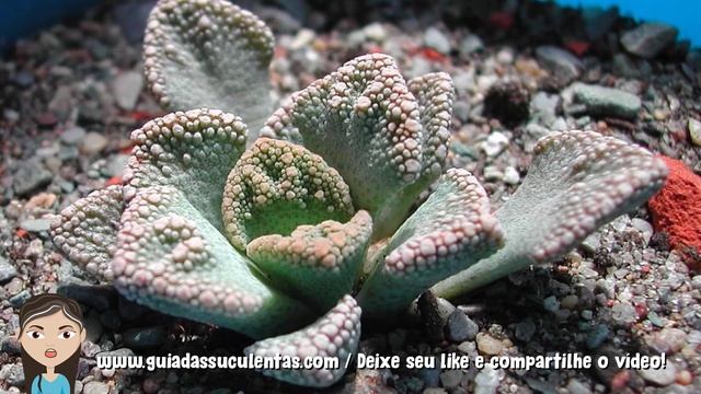 Titanopsis Calcarea: Tudo Sobre Essa Suculenta