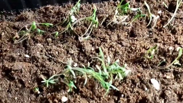 ЭШШОЛЬЦИЯ ,  всходы  через два дня !