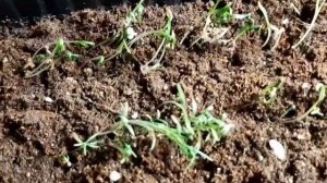 ЭШШОЛЬЦИЯ ,  всходы  через два дня !