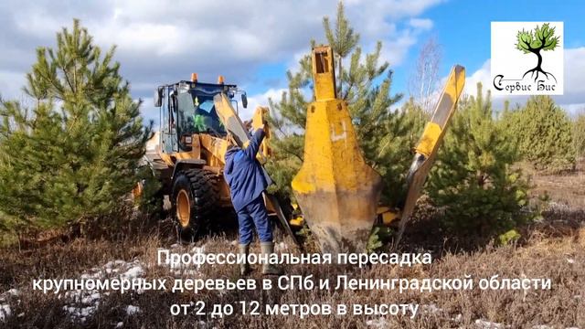 Пересадка деревьев крупномеров машиной в СПб смотреть онлайн