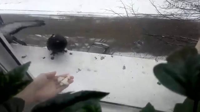 Кормление голубей из окна смотреть онлайн