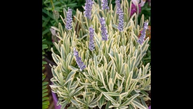 Строительные Шаги