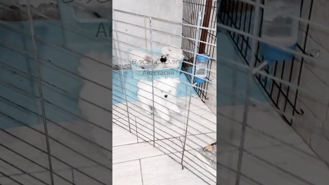 щенки мальтезе 3 месяца смотреть онлайн