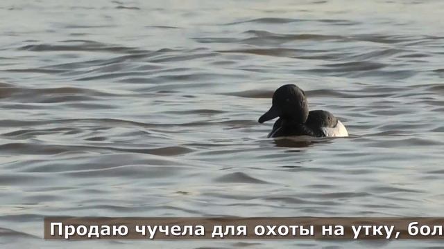 Продаю чучела для охоты на уток, гусей, тетеревов, голубей! Отправка в любой регион. смотреть онлайн