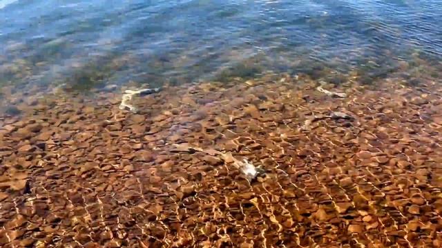 Приплыли !!! Озеро Большое Шарыповский район . Гибель рыбы отчего ? смотреть онлайн