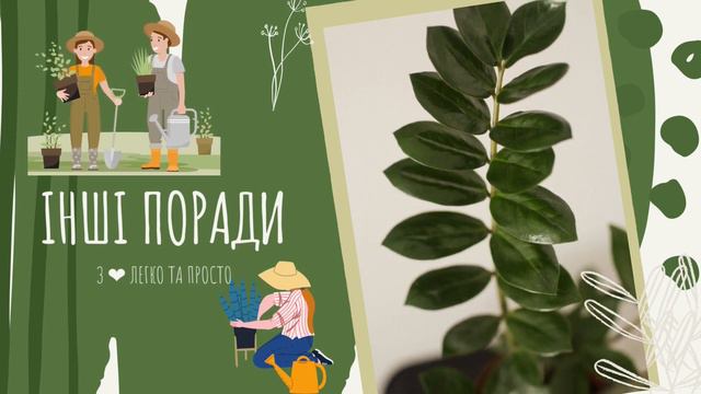 ЗАМІОКУЛЬКАС 🌿 як правильно доглядати 🌿🌿 смотреть онлайн