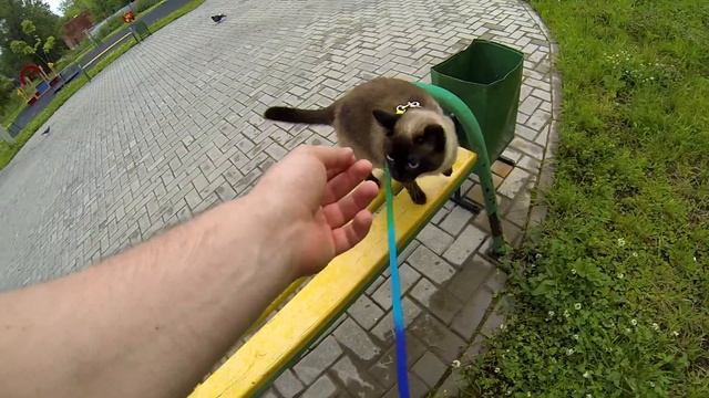 тайский кот Стиви на прогулке 1080p 60fps смотреть онлайн