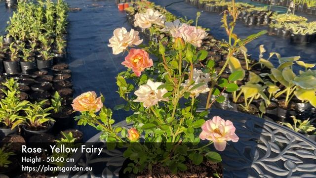 Rose - Yellow Fairy 4K смотреть онлайн