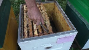 ПЧЁЛЫ на ВЗЯТКЕ  без расплода