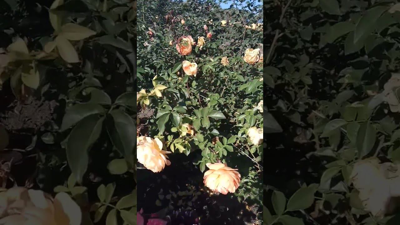 Пэт Остин https://rose-bushes.ru/ смотреть онлайн