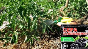 Как я использую на даче серу коллоидную и зачем она нужна растениям