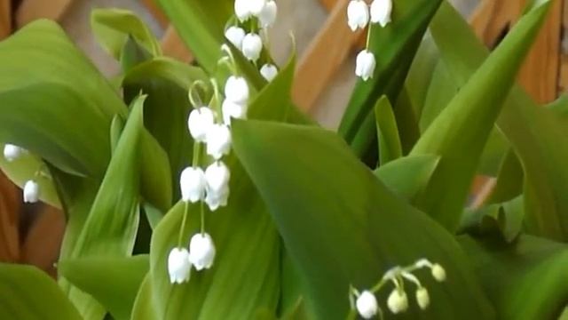 Ландыши распустились к 14 февраля.Это просто! смотреть онлайн