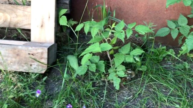 ЁЖ В ГОСТЯХ У АЛТАЙСКОГО ДАЧНИКА