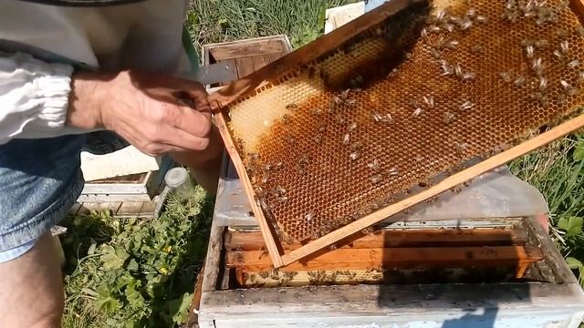 Сегодня на пасеке, 10 апреля 2018г. ИО карника тройзек 1075 смотреть онлайн
