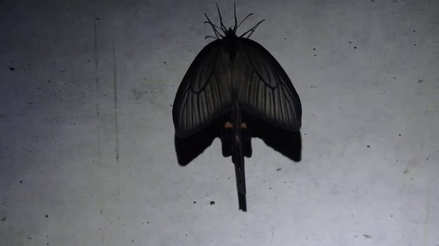 #Япония # Моя ночная случайная встреча с ночной бабочкой. смотреть онлайн