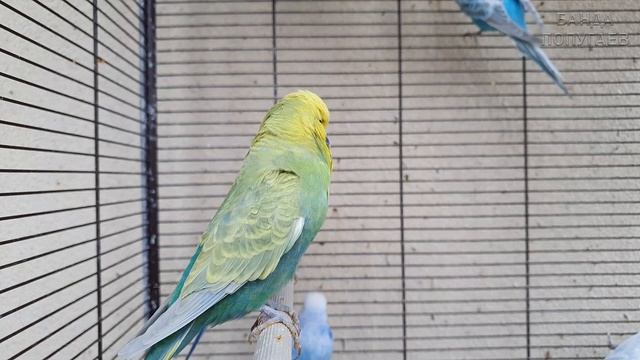 Учим попугая говорить "Кто в доме хозяин?" ? Урок для попугая №161 смотреть онлайн