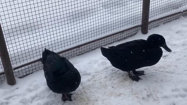 Утки каюги. Как различить. Зимовка уток. Дикие утки смотреть онлайн