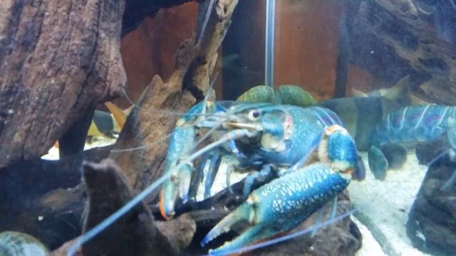 60 Cube Aquarium смотреть онлайн