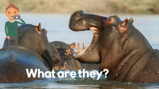 ESL Videos: Wild Animals for kids- Vocabulary: lion, tiger, bear, wolf, giraffe, hippo, elephant смотреть онлайн