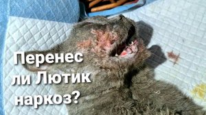 Как прошла операция? Перенес ли Лютик НАРКОЗ?