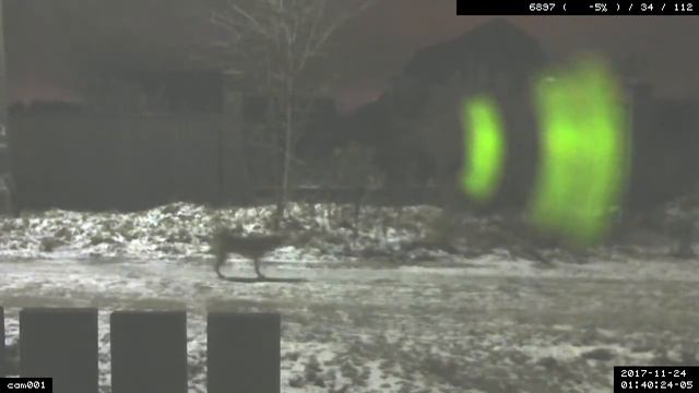 Ночной лай смотреть онлайн