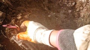 Сажаем пион весной | Посадка пиона весной