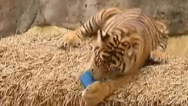Редкие суматранские тигрята впервые вышли к людям смотреть онлайн