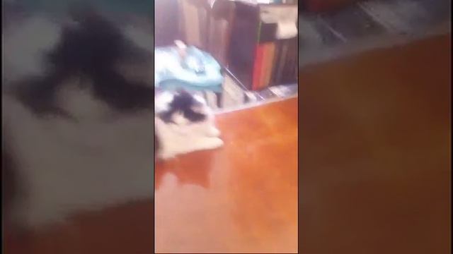 Кот Скользит смотреть онлайн