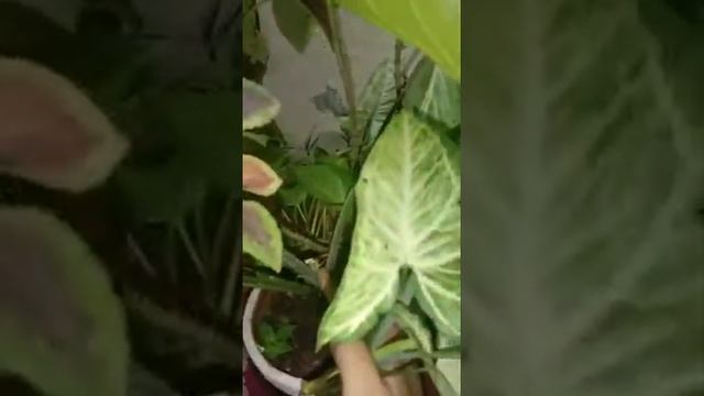 Syngonium/Arrow Head propagation in water. смотреть онлайн