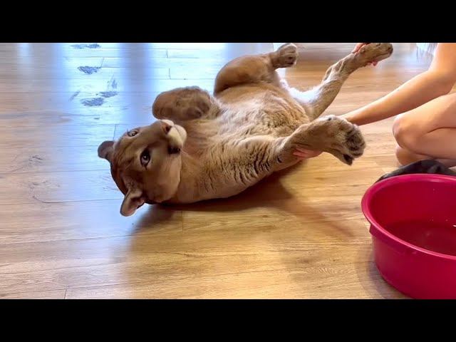 О, нет! Пума Месси с очень грязными лапами смотреть онлайн