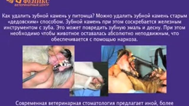 Ветклиника "Феникс". Гигиена питомца. смотреть онлайн