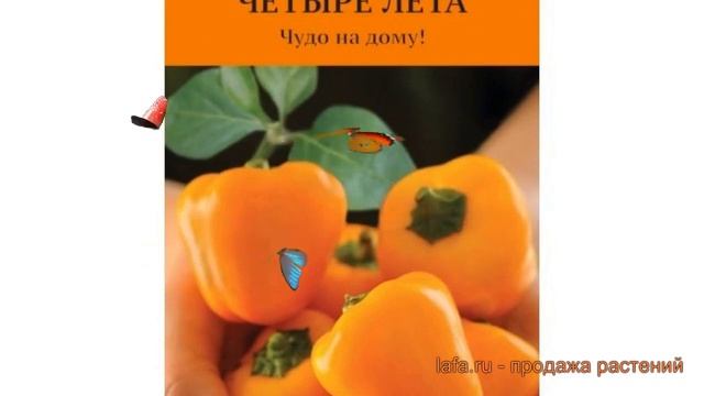 Перец сладкий Тема (tema) ? сладкий перец Тема обзор: как сажать, семена перца Тема смотреть онлайн
