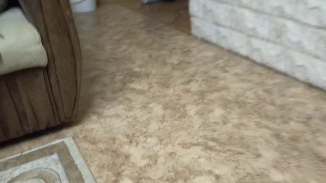 Кот драчун. смотреть онлайн