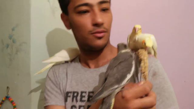 Птенцы кореллы