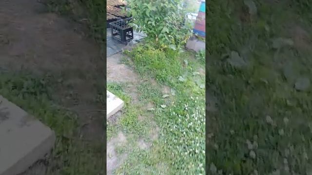 PH метр и продолжение работ с голубикой смотреть онлайн