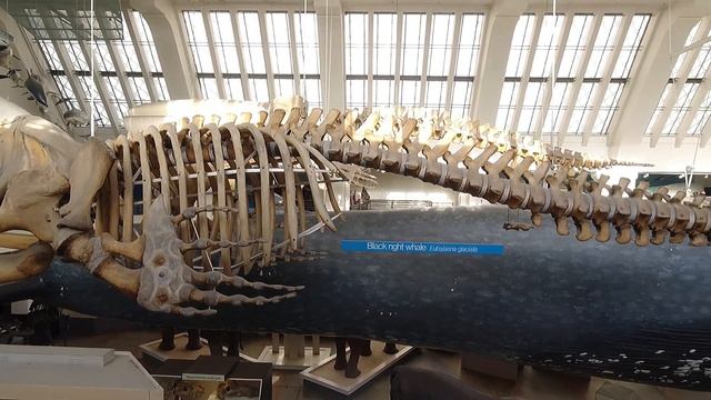 Natural History Museum, London | 4K 60FPS Video Tour 2023