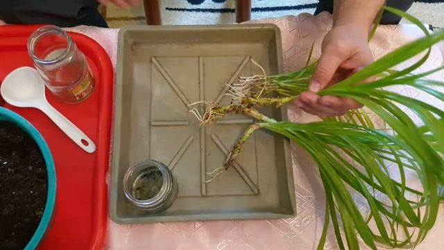 Панданус. Укоренение в воде. Результаты, часть 2-я. смотреть онлайн