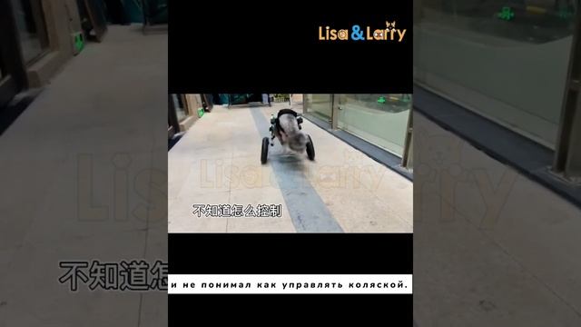 Инвалидная коляска для собак10-27 смотреть онлайн