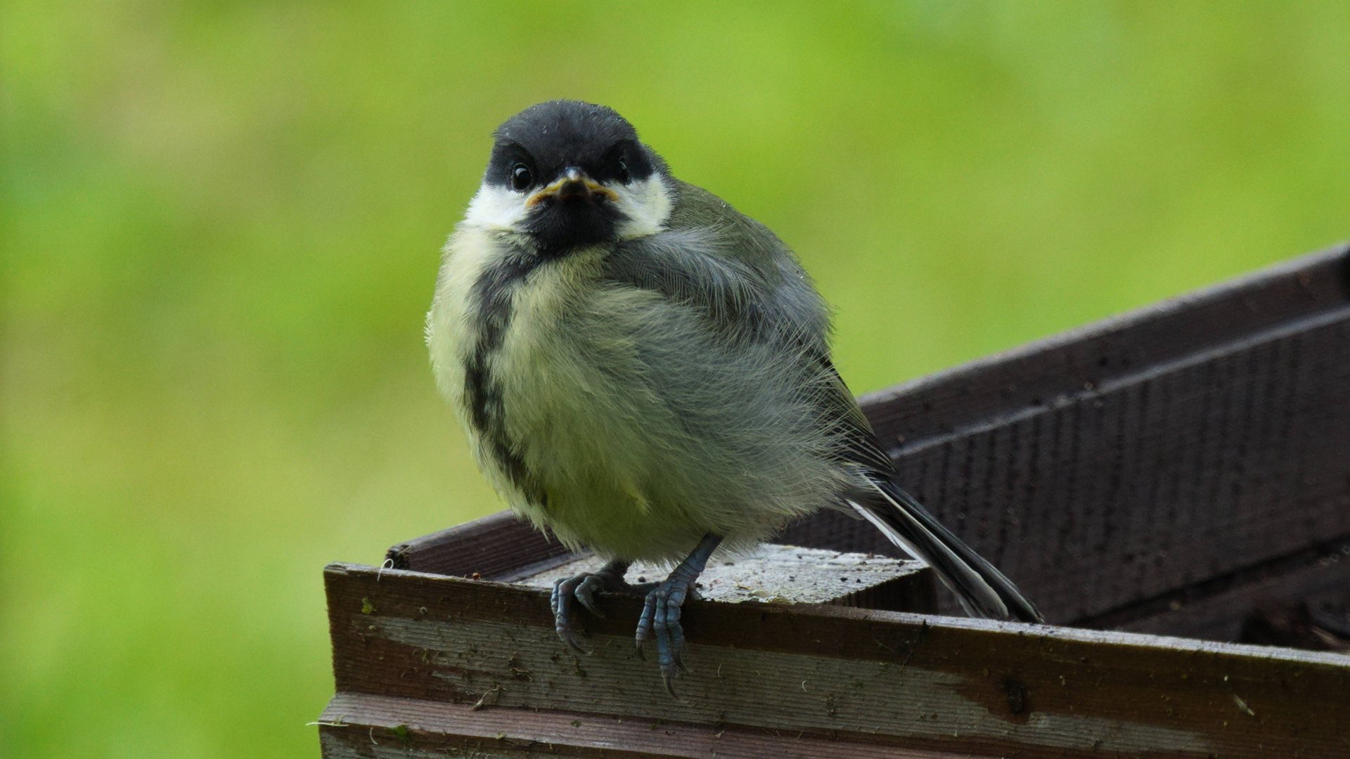 Грустная история семьи со счастливым концом.