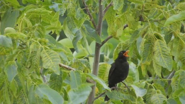 Вечерняя песня черного дрозда в конце мая смотреть онлайн